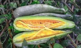 小网红吃瓜,揭秘娱乐圈幕后真相