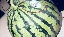 小网红吃瓜,揭秘娱乐圈幕后真相