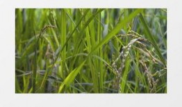 绿色大米爆料视频下载安装,下载安装绿色大米的全新体验