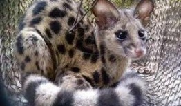 会爬树的猫爆料视频,揭秘猫咪的神奇技能