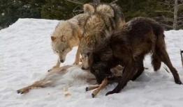 小熊被爆料的视频是真的吗,小熊爆料视频真实性揭秘