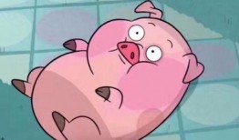 娱乐吃瓜酱肥猪猪,肥猪猪的趣味人生揭秘