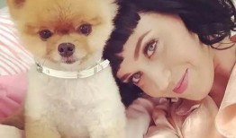 最新台湾狗崽爆料视频播放,揭秘幕后真相