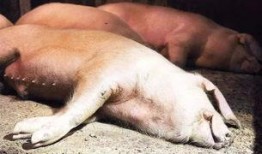 甘肃猪瘟最新爆料,防控措施升级，养殖户忧心忡忡