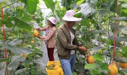 网红瓜都是谁吃的图片大全,图鉴中的美食探索之旅