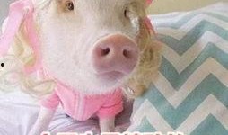 娱乐吃瓜酱肥猪猪,肥猪猪的趣味人生揭秘