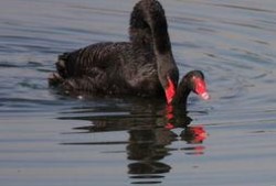 最初黑天鹅爆料视频,首次爆料视频深度解析