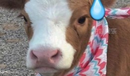 娱乐吃瓜酱肥猪猪,肥猪猪的趣味人生揭秘