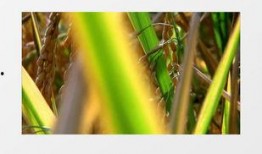 绿色大米爆料视频下载安装,下载安装绿色大米的全新体验