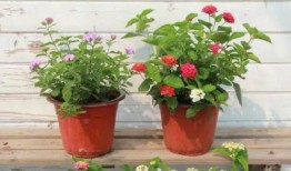 青岛隔离最新爆料视频,揭秘隔离生活现状与挑战