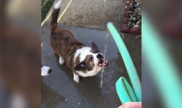 最新台湾狗崽爆料视频播放,揭秘幕后真相