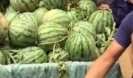 大连网红吃瓜事件,揭秘网络舆论的风暴与真相