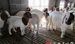 育肥羊爆料视频播放,揭秘育肥羊爆料视频背后的真相