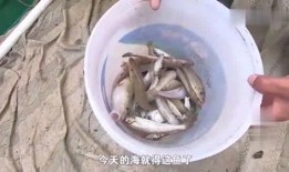 鱼老板地瓜爆料视频,揭秘地瓜产业的秘密与未来