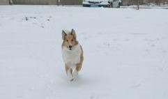 雪地狂奔 在线观看,在线观看的惊险刺激之旅