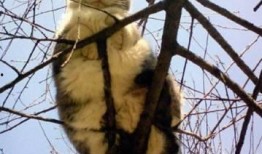 会爬树的猫爆料视频,揭秘猫咪的神奇技能