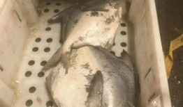 鱼老板地瓜爆料视频,揭秘地瓜产业的秘密与未来