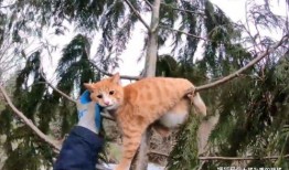 会爬树的猫爆料视频,揭秘猫咪的神奇技能