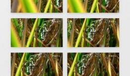 绿色大米爆料视频下载安装,下载安装绿色大米的全新体验