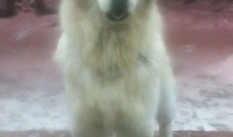 最新台湾狗崽爆料视频播放,揭秘幕后真相